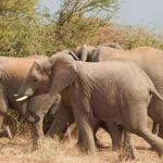 Elefanten in der Tuli Wilderness - Kalahari Calling 
