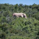 Elefanten kann man in der niedrigen Vegetation im Addo Nationalpark leicht entdecken - Südafrika Mietwagen Rundreise von Kalahari Calling