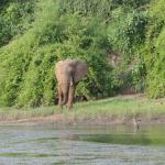 Elefanten kommen zum Trinken an den Fluss im Sambesi Valley