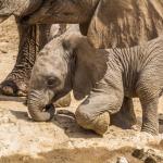 Baby Elephant - Hobatere Concession