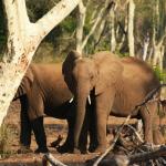 Elefanten im Fieberwald - Kalahari Calling