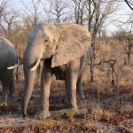 Entspannte Elefanten im Hwange NP