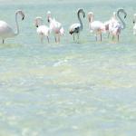 Flamingos im Lake Kosi auf einer Rundreise mit Kalahari Calling