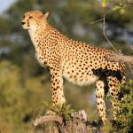 Die Gepardin Cindy in den Ngamo Plains