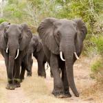 Elefanten im Tembe Elephant Park 
