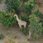 Giraffe im Okavango Delta - Rundflug mit Kalahari Calling
