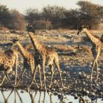Giraffen im Etosha NP 