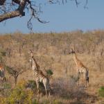 Giraffen im Krüger Nationalpark - Safari Erlebnis 