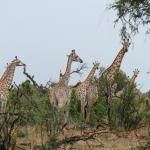 Giraffen in Khwai, Botswana - Safari Reisen mit Kalahari Calling 