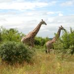 Wildtiere erleben - Namibia Rundreise 