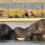 Auf Safari am Chobe Fluss
