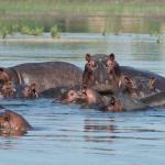 Hippos im Sambesi