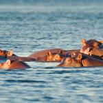 Hippos auf dem Sambesi 