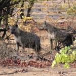 Hyänen - Safarifahrt mit Camp Chitubu