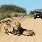 Unterwegs im Kgalagadi Transfrontier Park