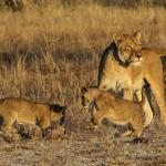 Löwenfamilie Ngamo Plains