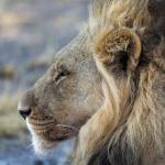 Löwenmännchen in der Kalahari