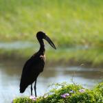 Klaffschnabel im Okavango Delta 