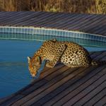 Leopard am Pool - Kwando Tau Pan Camp 