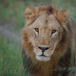 Löwe in Khwai, Botswana - Botswanas Wasserwelten