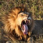 Löwenmannchen - Safari Reise in den Hwange Nationalpark