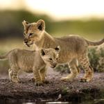 Löwennachwuchs im Onguma Game Reserve