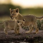 Löwennachwuchs im Onguma Game Reserve