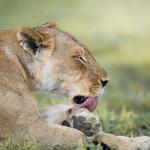 Löwin in der Mogothlo Concession in Botswana 