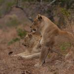 Löwin im Manyoni Game Reserve