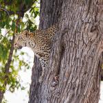 Leopard - Auf Safari in Botswana