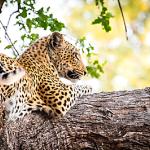 Auf Safari in Afrika ist es nicht leicht einen Leoparden zu finden