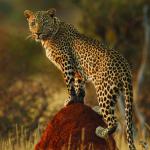 Leopardin in Namibia - Selbstfahrer Safari 