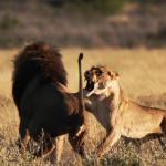 Auseinandersetzung zwischen Löwen