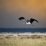 Marabou Stork takes off in flight