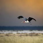 Marabou Stork takes off in flight