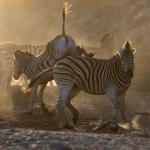 Die zweite große Wanderung von Huftieren in Afrika ist die Zebra Migration in Botswana