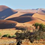 In der Namib Wüste nach guten Regenfällen 