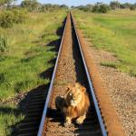 Ein Löwe stoppt den Elephant Express! 