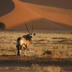 Oryx im Namib Naukluft Nationalpark 