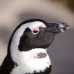Pinguin in Simon´s Town - Familienreise Südafrika