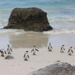 Pinguine am Strand in Simons Town - Südafrika Reise