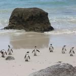 Pinguine am Strand in Simons Town - Südafrika Reise
