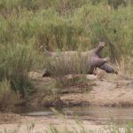 Safari im Krüger Nationalpark - Löwen fressen an einem Nilpferd 