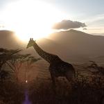 Safari in Ostafrika - Great Migration Serengeti und Ngorongoro Crater erleben