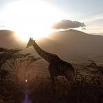 Safari in Ostafrika - Great Migration Serengeti und Ngorongoro Crater erleben
