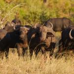 Büffelherde im Zambesi NP - Tsowa Safari Island