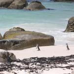 Am Boulder's Beach - Pinguine in Simons Town