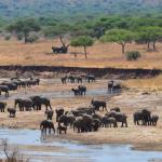 Tarangire Nationalpark in Tansania auf eine Kleingruppen Rundreise erleben