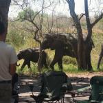 Elefanten Besuch Third Bridge Campsite, Moremi