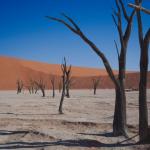 Verteinerte Bäume im Deadvlei in Namibia